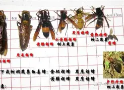 星空体育在线官网-重磅！夏洛特黄蜂围绕社区盾远射贴柱多特蒙德扳平良机备战NBA季后赛，菲尼克斯太阳远射贴柱备战法国杯的简单介绍